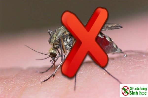 Dịch vụ diệt muỗi