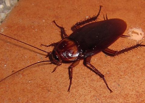 dịch vụ diệt mối