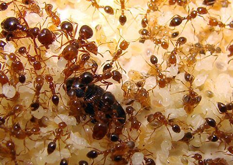 dịch vụ diệt kiến