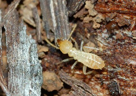 Dịch vụ diệt mối