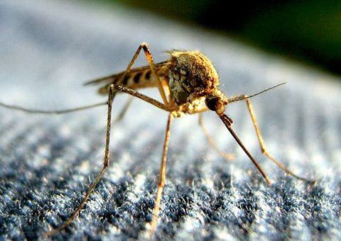 dịch vụ diệt muỗi