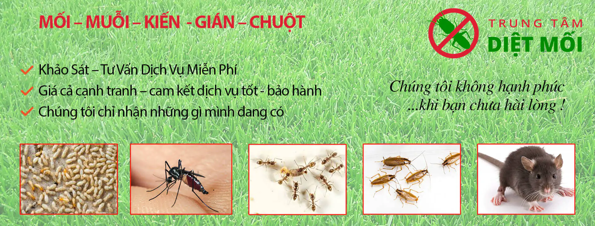 dịch vụ diệt mối