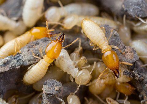 dịch vụ diệt mối