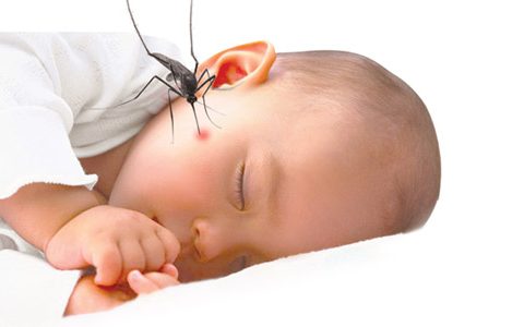 dịch vụ diệt mối