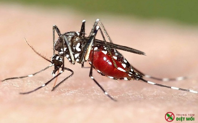 Muỗi đốt có thể lây lan nhiều bệnh nguy hiểm
