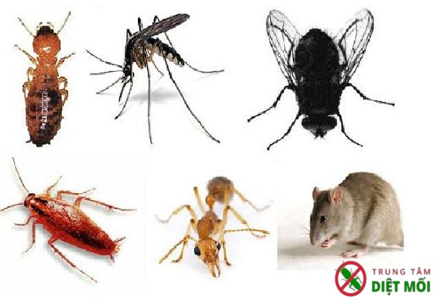 lợi ích và tác hại của các loài côn trùng
