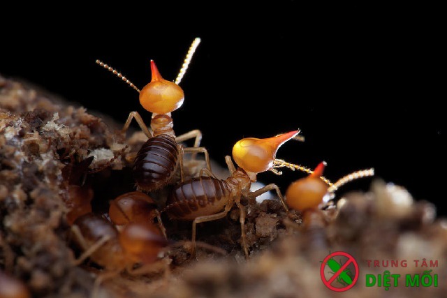 môi trường sống của mối