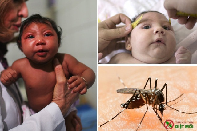 Virus zika do muỗi
