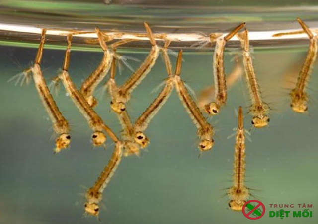 Đặc điểm và cách nuôi thả các loài cá diệt bọ gậy muỗi