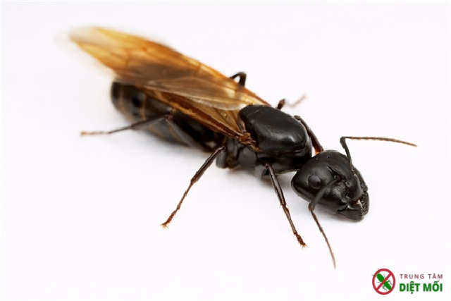 Mối và kiến cánh