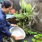 Thả cá diệt bọ gậy