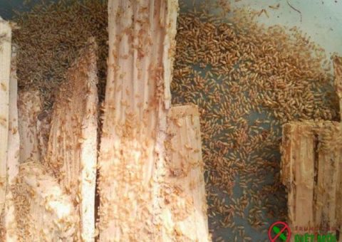 Dịch vụ diệt mối tại nhà