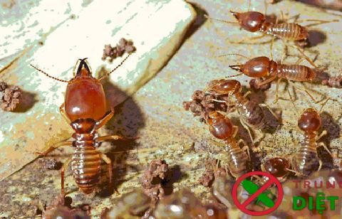 Dịch vụ diệt mối tại nhà