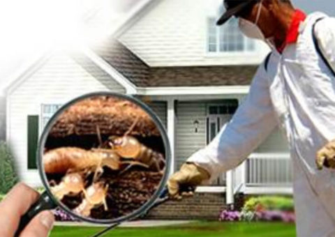 Sử dụng dịch vu diệt mối