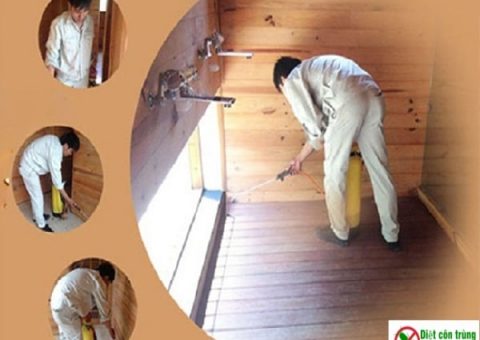 diệt mối tại Hoàng Mai