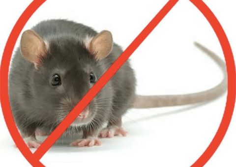 diệt chuột không cần thuốc