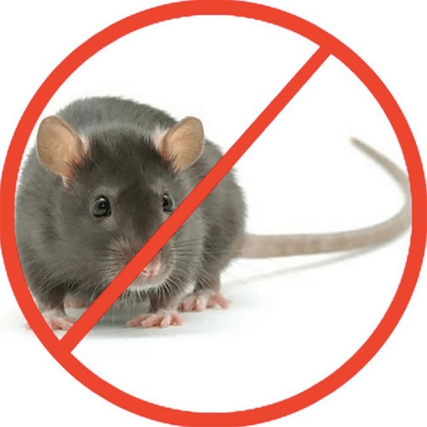 diệt chuột không cần thuốc