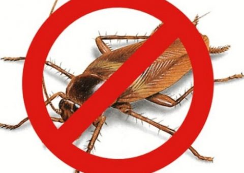 diệt gián tại Lạng Sơn