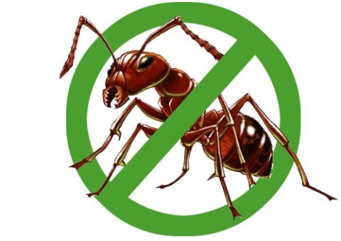 diệt kiến tại Lạng Sơn