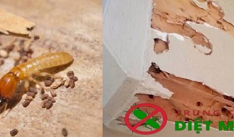 diệt mối chung cư