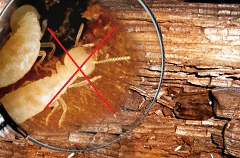 diệt mối dưới nền nhà