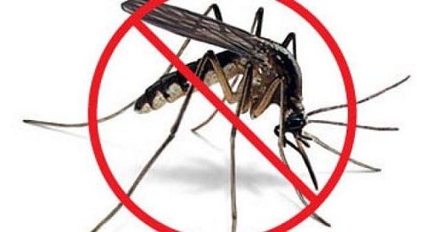 diệt muỗi tại Lạng Sơn