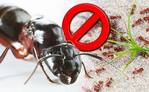 thuốc diệt kiến nào tốt nhất