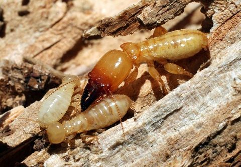 cách chọn công ty diệt mối uy tín