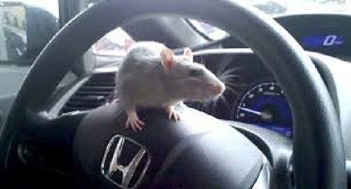 Một số cách đuổi chuột trong xe ô tô