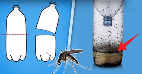 diệt muỗi bằng phương pháp tự nhiên