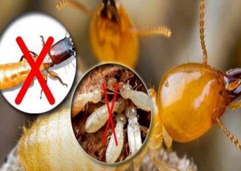 tự diệt mối tại nhà