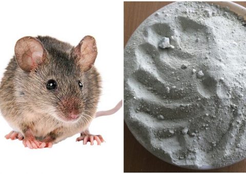 cách diệt chuột bằng xi măng