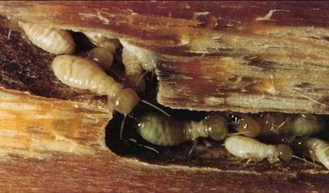 cách diệt mối đục chân giường gỗ