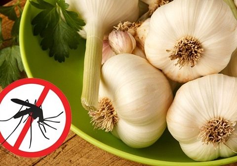cách đuổi muỗi bằng tỏi