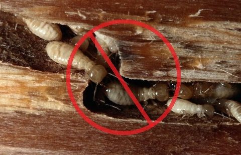 diệt mối ăn trần thạch cao