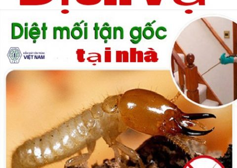 diệt mối tại Hải Dương