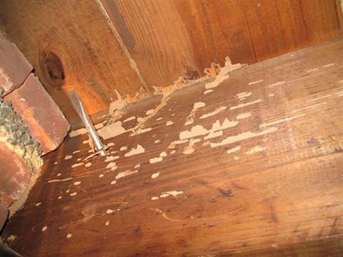 Bất cứ loại sàn gỗ nào cũng đều bị tấn công bởi mối mọt