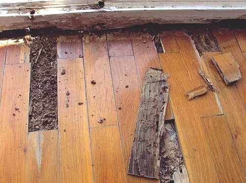 Có rất nhiều cách để phát hiện sàn gỗ nhà bạn có bị mối mọt tấn công hay không