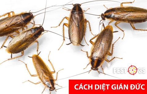 Có nhiều cách để tiêu diệt loài gián này.