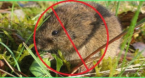 diệt chuột hại lúa hiệu quả