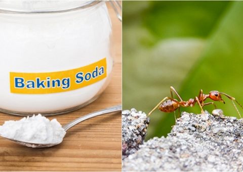 diệt kiến bằng baking soda