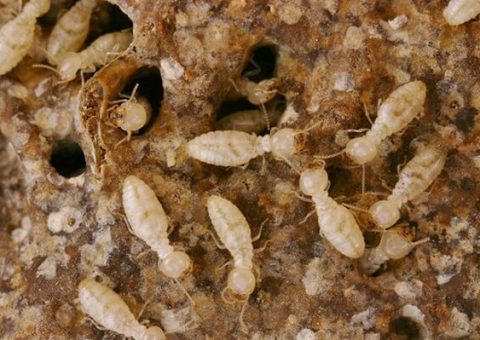 diệt mối bằng cồn