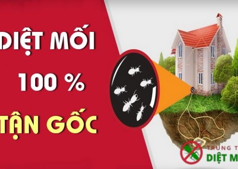 diệt mối hết bao nhiêu tiền