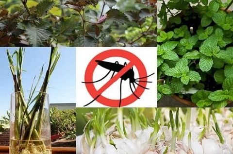 cách diệt muỗi ngoài vườn