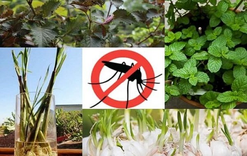 cách diệt muỗi ngoài vườn