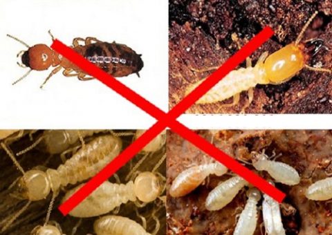 diệt mối Phú Thọ