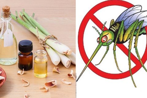 đuổi muỗi bằng tinh dầu sả