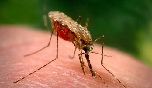 muỗi Anophen khác muỗi thường ở điểm nào