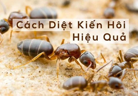 Hướng dẫn cách diệt kiến hôi tại nhà hiệu quả