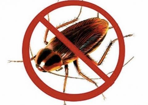 diệt gián trong phòng ngủ